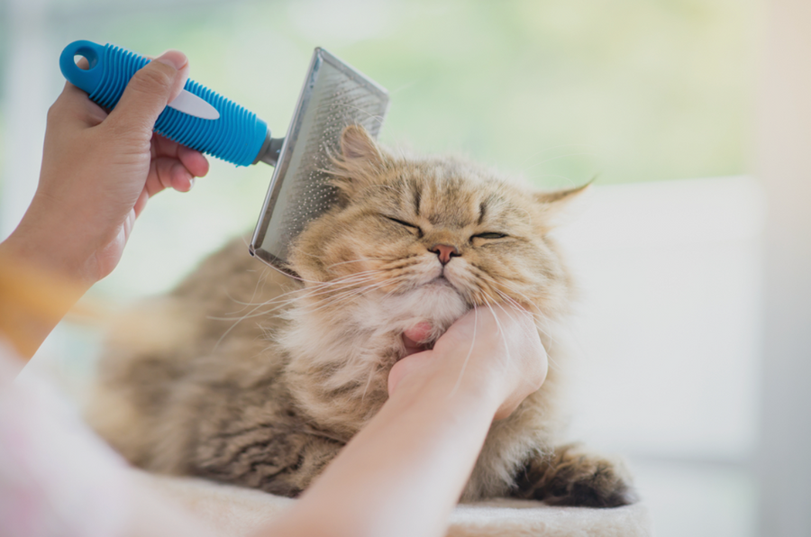 5 Signs Your Pet Is Overdue for a Grooming Session (And What To Do About It)