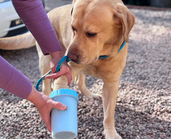 Dog paw being cleaned with a paw cleaner