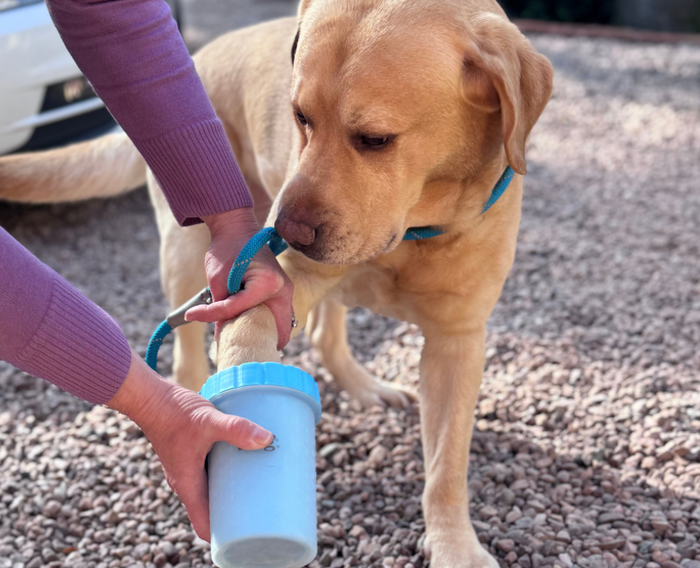 Dog paw being cleaned with a paw cleaner