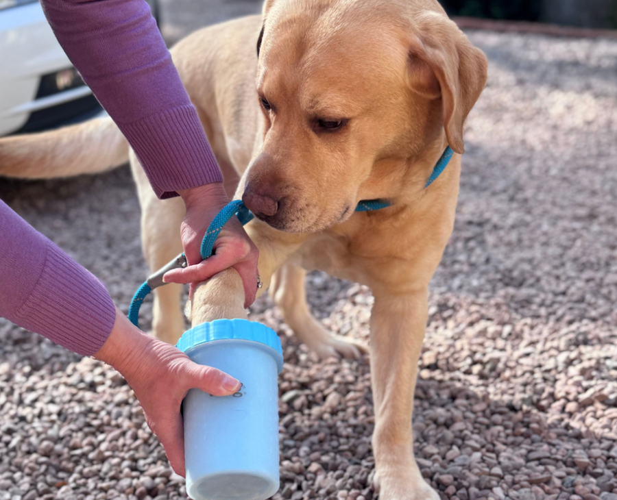 Dog paw being cleaned with a paw cleaner